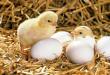 Waarom droom je van een kip die eieren legt, pikt, kookt, met kippen?