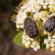 Бронзовка золотистая (Cetonia aurata) Что едят личинки бронзовки