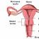 Hovedfasene i menstruasjonssyklusen og hormoner: konsentrasjonen av viktige regulatorer og årsakene til patologier i reproduksjonssystemet