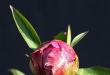 Цветы для сада - Пионы - Paeonia - виды, описание сортов, фотогалерея