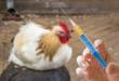 Hvordan beskytte kyllinger mot Newcastle sykdom og gjenkjenne symptomene i tide