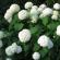 Hortenzija paniculata: geriausios veislės ir priežiūra atvirame lauke