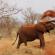 Waarom droom je over een olifant: alle beschikbare betekenissen
