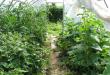 Tomater og agurker - i ett drivhus: hvordan plante frøplanter og vann