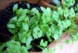 Groenen het hele jaar door: hoe peterselie te kweken in een zomerhuisje