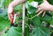 Trenger agurker beskjæring?