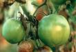 Вистински начини за борба против доцната болест на јагодите Кои растенија страдаат од доцна лошо влијание?
